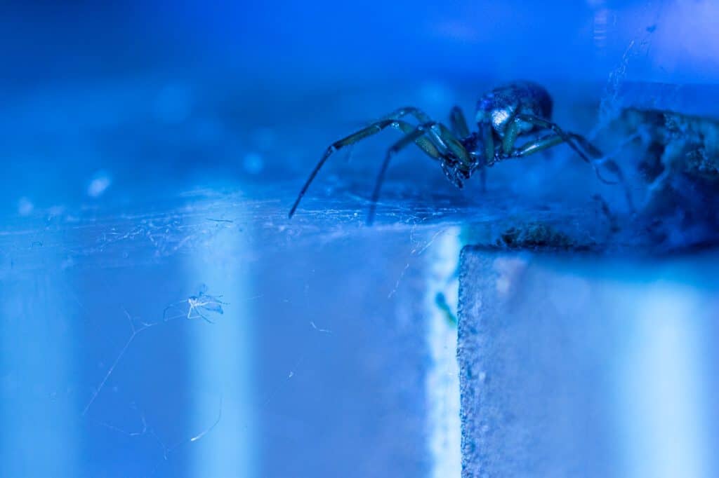 Arachnofobia Czyli Strach Przed Pająkami Sprawdź Co Powinieneś Wiedzieć Zdrowy Styl Zyciapl 6607